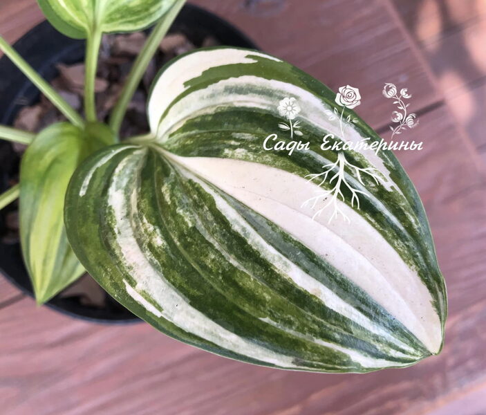 №383  Savannah Supreme 