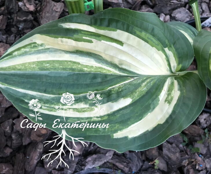  № 271  Sally and Bob 