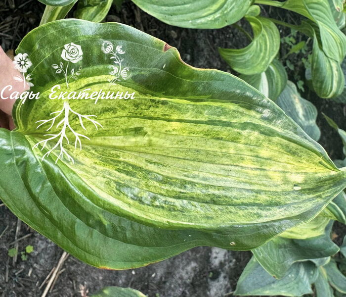 № 164 Shooting Star