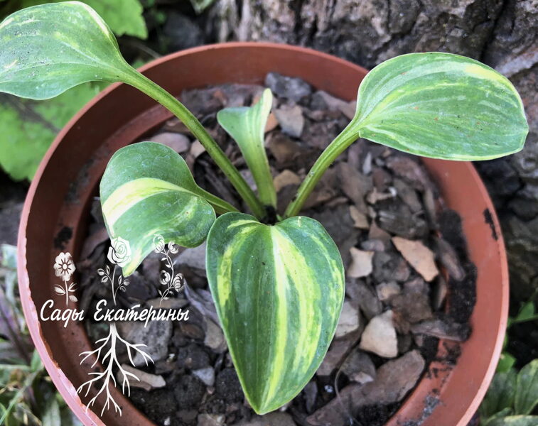  № 70 Buffalo Crazy Mouse  