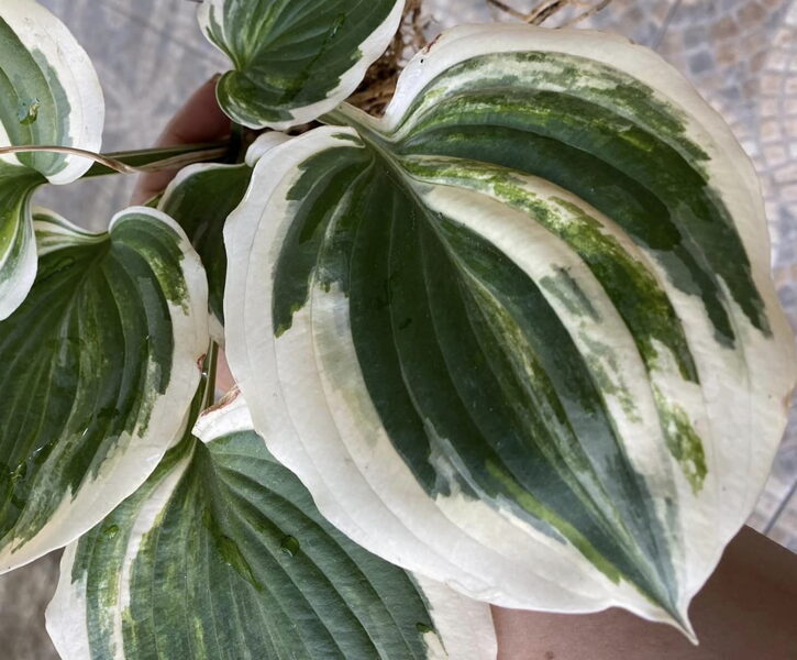  № 415 Mystery Woman 