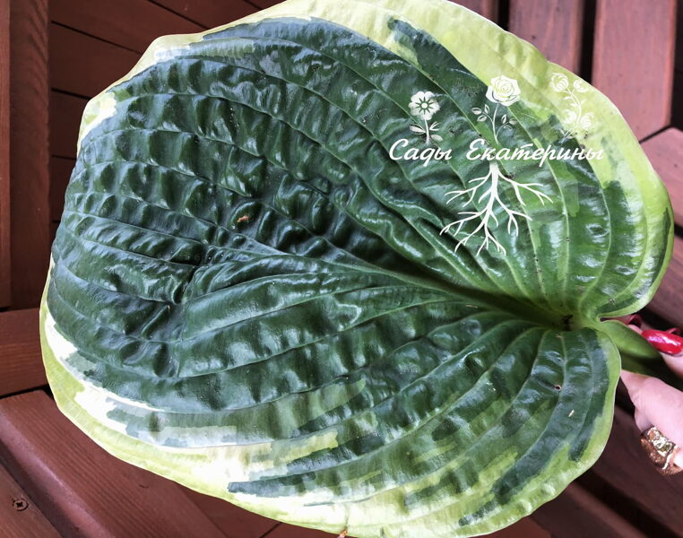 № 248   Capitol Hill