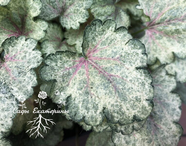  № 220  Snowy Panky