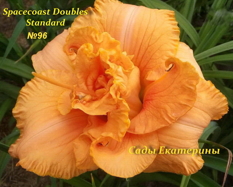 №96  SPACECOAST DOUBLE STANDARD  (Спейкоаст Дабл Стандарт)