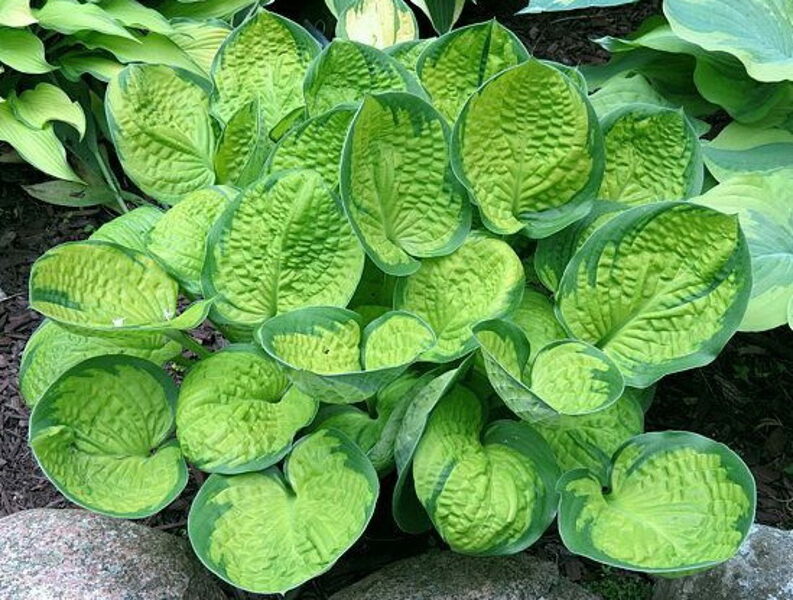 № 61  Rainforest Sunrise (Рейнфорест Санрайз ) 