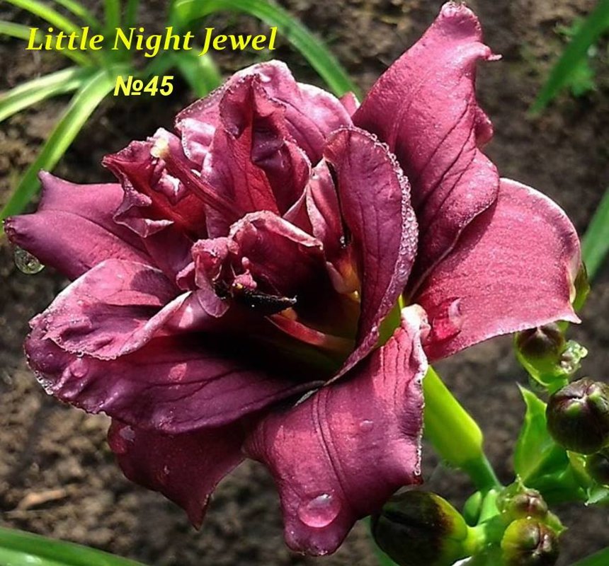 №34 LITTLE NIGHT JEWEL