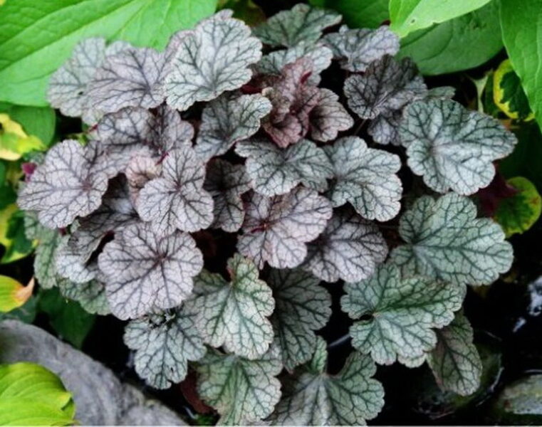   № 195  Prince of Silver 