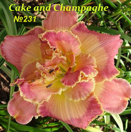 № 231 CAKE AND CHAMPAGNE