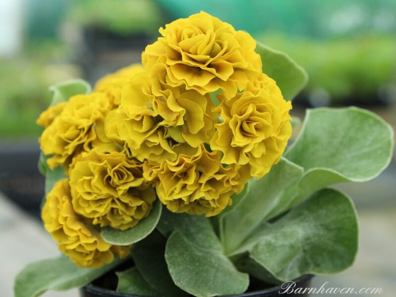  № 27  'Schicchi'    primula auricula