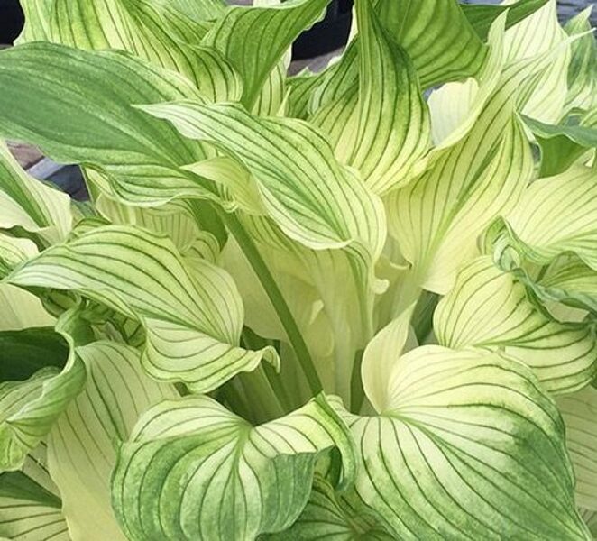   № 434  Zebra Stripes