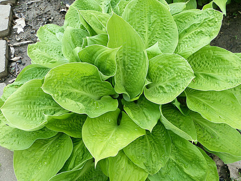  № 347  Aliyah Grac 