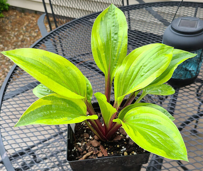  № 430  Avocado Toast 