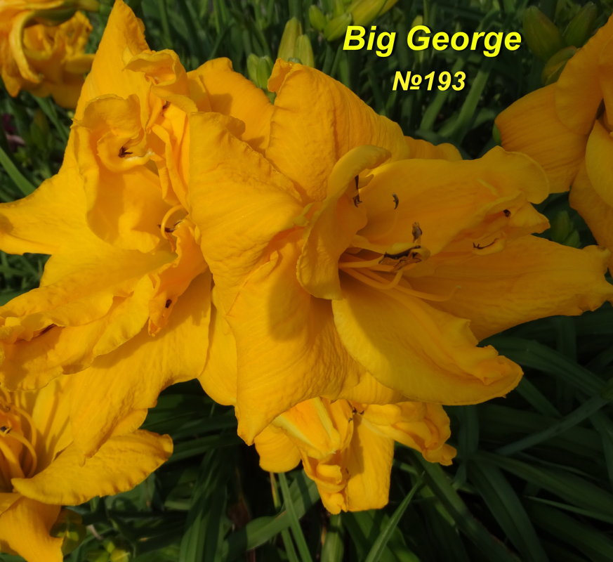 №193 BIG GEORGE