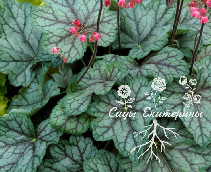 № 98 Peppermint Spice