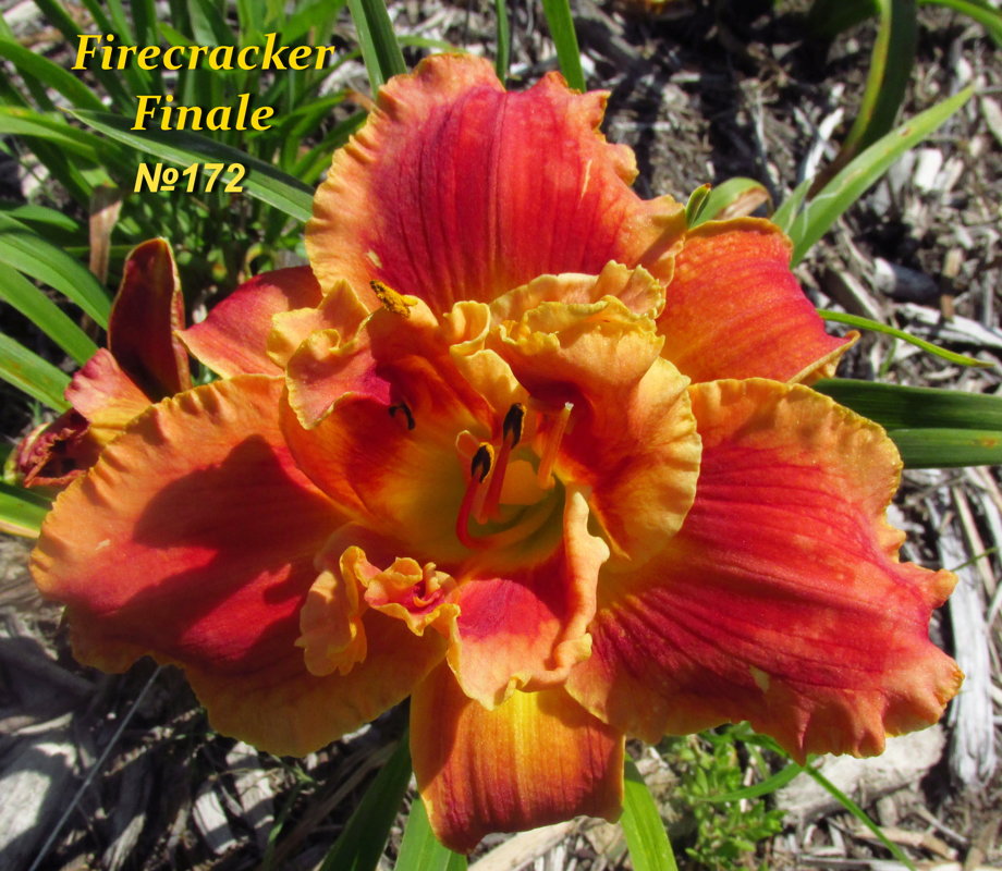 №172  Firecracker Finale
