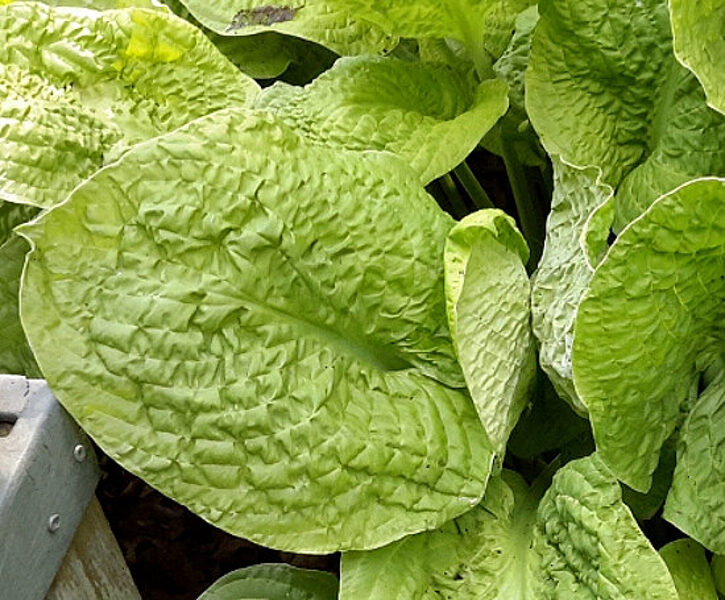  № 154  Giantland Puckered Crevice