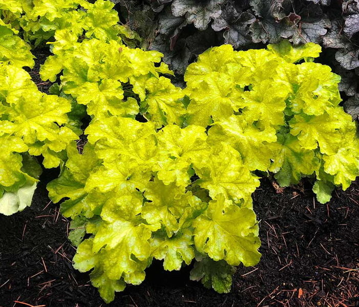  № 104  Lemon Supreme