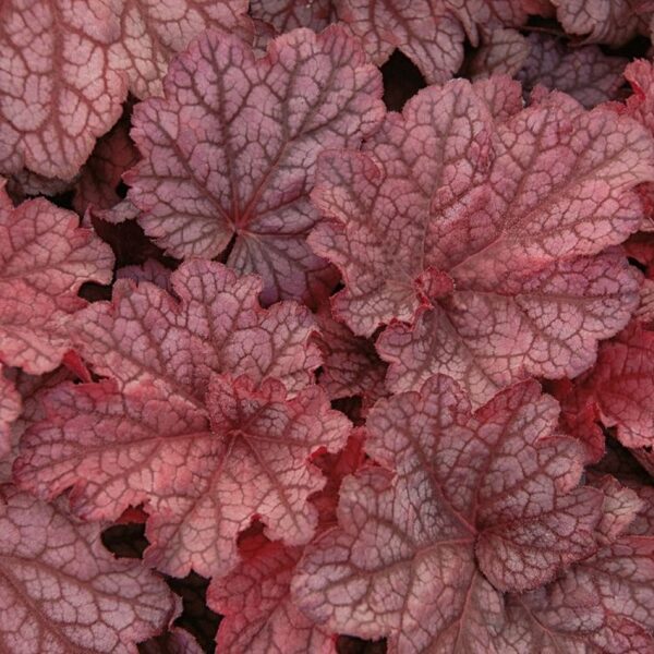  № 244 Beautiful Dancer  