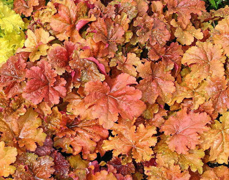  № 176 Creme Brulee