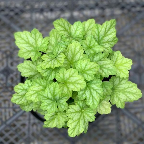 № 240 Lord Lime