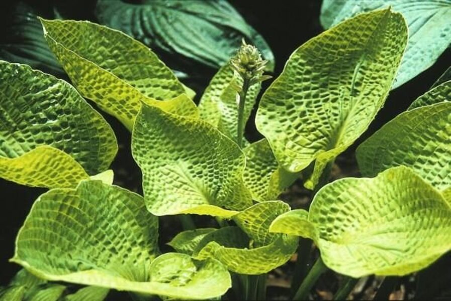  № 300    'Midas Touch'