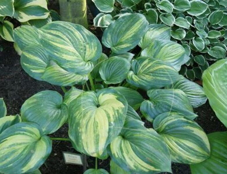 № 53   Looking Good