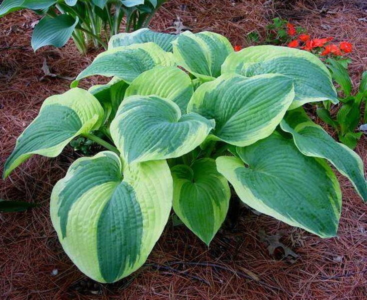  № 318  American Halo