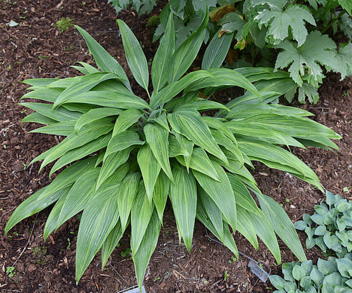 № 127 Hosta 'Hyuga Urajiro'