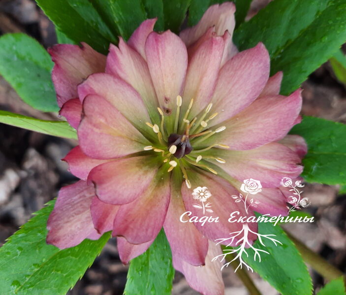   № 61  Harlequin Gem 