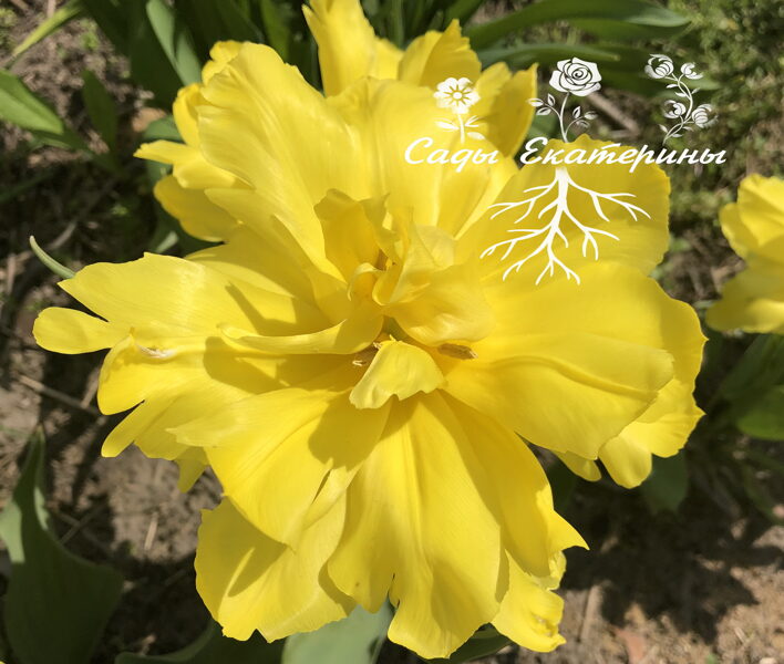 Тюльпан махровый желтый низкорослый