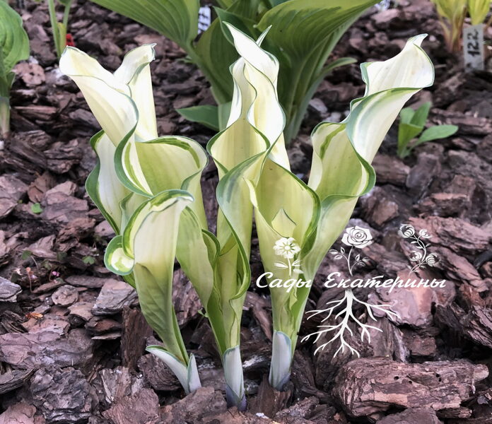  № 150  " Sails Ho "