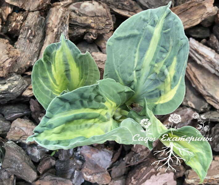  № 261   Sun and Shadow