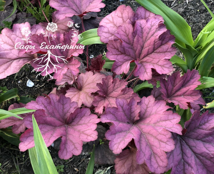 №27 Berry Smoothie ( Берри Смуфи)