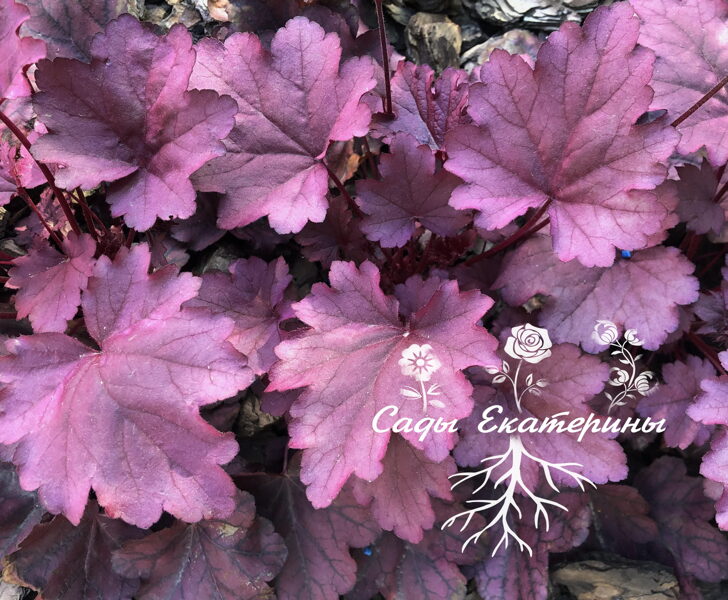  № 95  Pink Panther