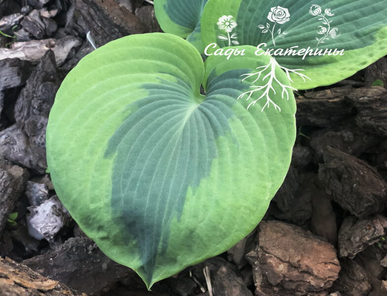  № 139  Sara's Sensation 