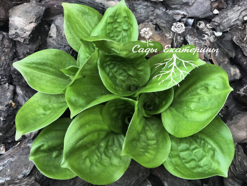 № 314   'Fruit Cup'