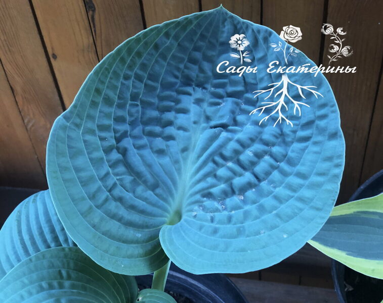  № 294  Rock and Roll 