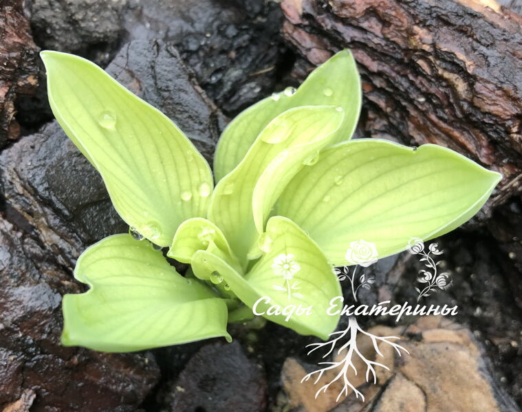  № 55    Mouse Metamorphosis