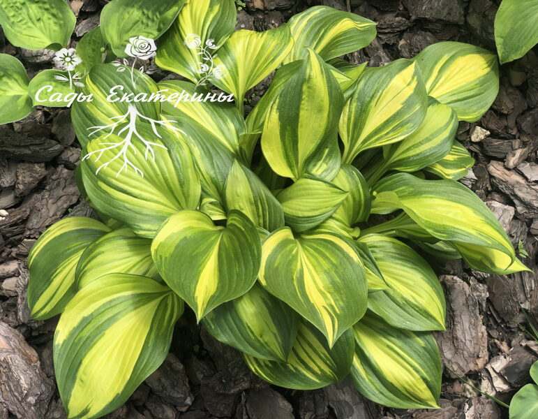 №97 Rainbow's End ( Рэйнбоус Энд) .