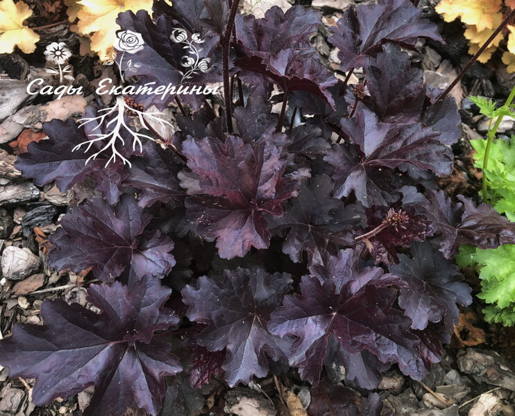 №13 Obsidian ( Обсидиан)