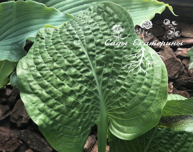  № 290  Osiris Obscur 