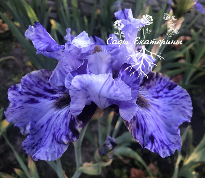     № 38  Brocen Pattern  