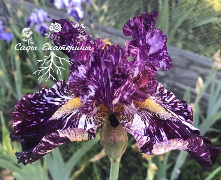    № 39 Silver Streak