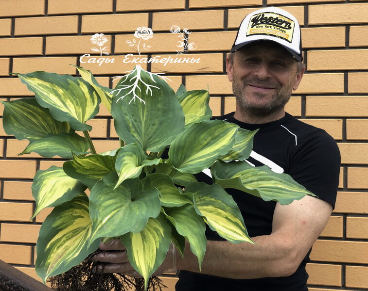 № 126  Moonlight Sonata streaked