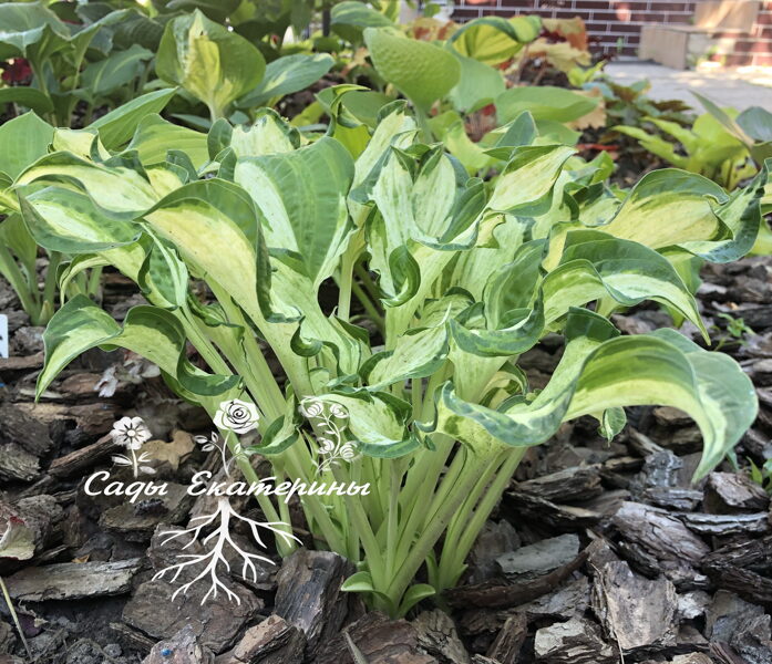 № 94 Allegan Fog ( Эллеган Фог )