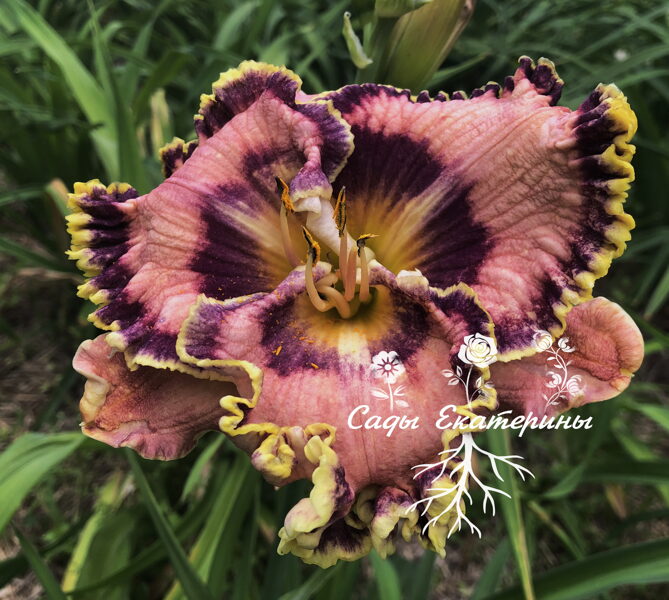   №   462   Pete's Passion