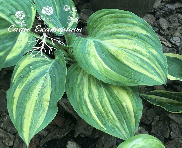  № 381  Best in Town 