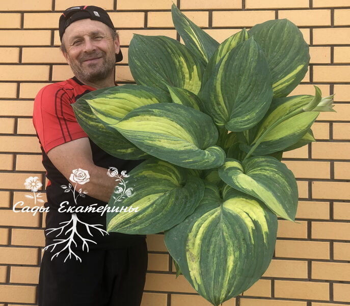  № 152  "Jurassic Mutator"