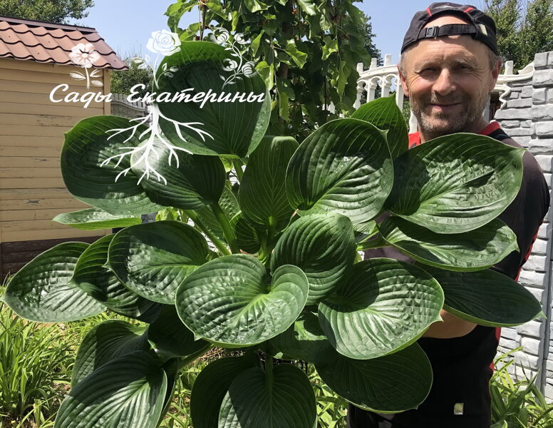 № 186 Cup of Grace