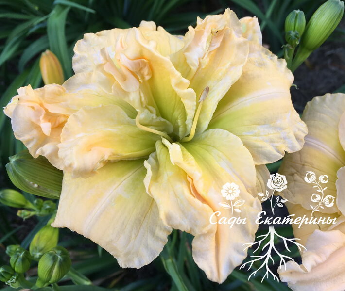 №129  Baby Bird's Nest